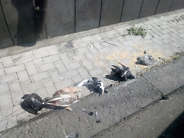 Catania il macabro rituale dei piccioni uccisi e messi in fila