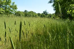 La segale "Irmana" figlia (ritrovata) dell'Etna cereale "povero" di pregio