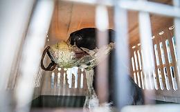 Catania, salvato un cane al quale era stata chiusa la bocca col nastro adesivo