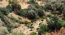 I &ldquo;primi&rdquo; 20 anni della Kolymbetra: la piscina di Akragas rinata grazie al Fai