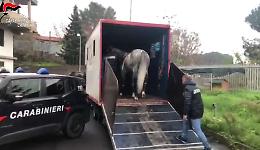 Interrotta la corsa clandestina di cavalli: al vincitore sarebbero andati 50 mila euro