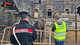 Cavalli in stalla senza microchip a San Cristoforo: 3 multe ai proprietari