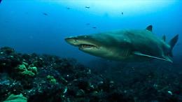 Surfista muore attaccato da uno squalo in California