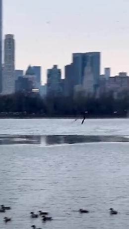 L'aquila calva a caccia di gabbiani sul Central Park