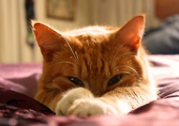 Il segreto della longevit&agrave;? Avere un gatto per amico