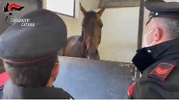 La piaga delle corse clandestine dei cavalli (con l'ombra dei clan): tre denunce dei carabinieri