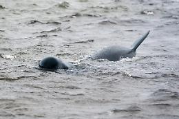 Strage di balene in Nuova Zelanda: 31 muoiono spiaggiate