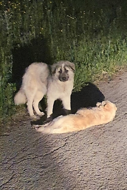 Cagnolino salvato dal sindaco che lo ha visto ferito dopo essere stato investito