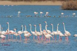 Riserva Saline di Priolo: fuochi d'artificio illegali fanno scappare i fenicotteri