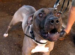 Pitbull azzanna il padre, il figlio uccide il cane della vicina