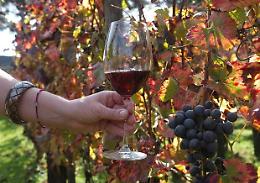 In Sicilia produzione del vino in calo ma la qualità sarà ottima