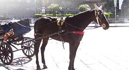 Carrozze turistiche, insulti e cori fra cocchieri e animalisti