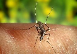West Nile, c'è il primo caso in Sicilia: è un uomo di Marsala (mai stato nel Nord Italia)