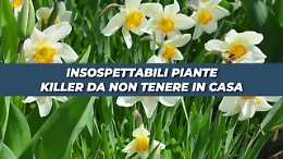 Piante che è meglio non tenere in casa, ecco perché