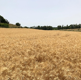 Grano: quotazioni in rialzo a 966 dollari ma sotto a massimi