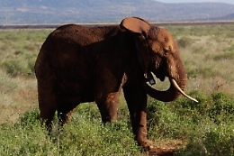 Kenya: morto un altro elefante a causa della siccit&agrave;