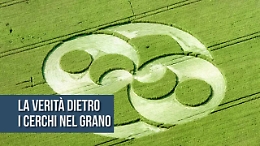 La verità dietro i cerchi nel grano (e gli alieni non c'entrano)