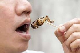Singapore: presto la vendita di insetti per il consumo umano