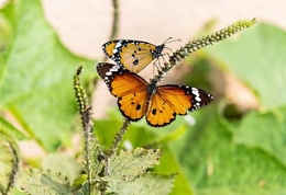 Buone notizie per le farfalle monarca californiane