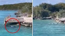 Un cane attacca uno squalo martello alle Bahamas: il video dei turisti sorpresi