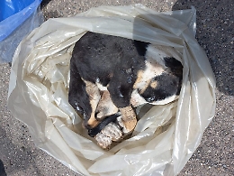 Nel canile lager i cuccioli venivano congelati: orrore a Riposto