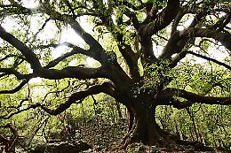 Parco dell'Etna: pattume nel percorso che porta al grande Leccio