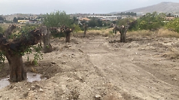 Palma: polemica sui ficus di Piazza Matteotti, la maggioranza difende il sindaco