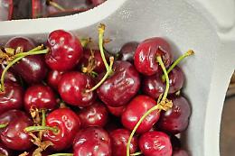 Le prime ciliegie a "peso d'oro": per colpa del clima costano più del 2023