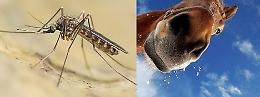 Primo caso di West Nile nel Catanese in un cavallo che è ospite "a fondo cieco"