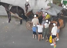 Animalisti: «Basta con lo sfruttamento dei cavalli a Palermo, 8 persone su una carrozza sono troppe»