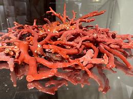 Apre a Sciacca il Museo del Corallo Nocito