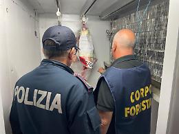 Blitz a Paternò: multe e sequestri in una macelleria islamica per carenze igienico‑sanitarie e carne senza etichetta
