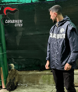 Grifone in pericolo salvato a Marsala: l'intervento dei Carabinieri e del WWF