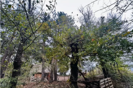 Il caso dei bambini del bosco, la relazione del tribunale: niente bagno e i genitori hanno chiesto 50mila euro per vaccinarli