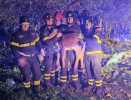 Siracusa, i vigili del fuoco salvano un vitellino caduto in un pozzo. Il video