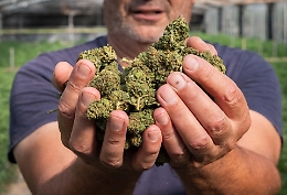 Cannabis light, il governo fa marcia indietro: torna la vendita, ma con una maxi imposta. Poi il dietrofront