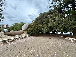 A Messina un piano per mettere in sicurezza i ficus monumentali della Passeggiata a mare