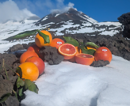 L'Arancia rossa di Sicilia IGP supera i 26,17 milioni di kg in commercio: ora il lancio di un nuovo distillato