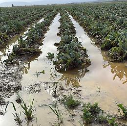 Ciclone Harry devasta la Piana di Catania: campagne sott&rsquo;acqua e raccolti distrutti
