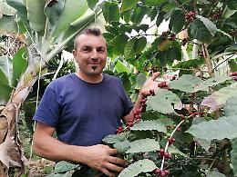 &laquo;Coltivare caff&egrave; in Sicilia? Impossibile&rdquo;. Lui non ha ascoltato nessuno e ora lo vende a pi&ugrave; di 500 euro al chilo&raquo;