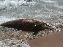 Delfino spiaggiato nel tratto pi&ugrave; affollato del Lungomare di Gela