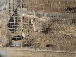 Canile-lager: denunciato il gestore