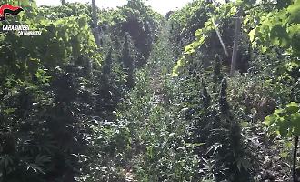 Trafficanti di droga tra Riesi e Palermo finiscono in cella: coltivavano marijuana per 16 milioni di euro