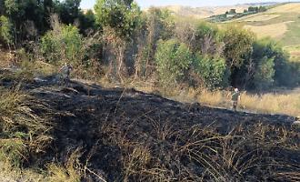 Incendio lambisce un boschetto artificiale di eucalipti: guardie WWF lo domano