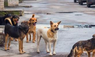 Record di 865 cani randagi nel rifugio a Caltanissetta : spesa comunale verso il raddoppio, gara ancora ferma