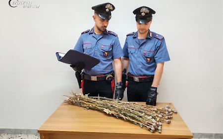 Sequestrate 720 piante di papavero da oppio in fase di essiccazione: due denunciati