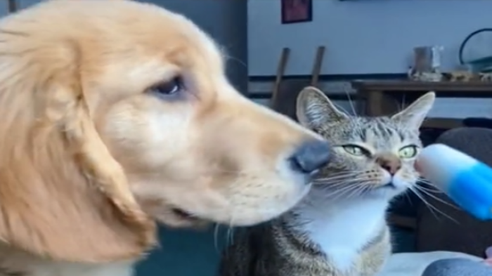 il_cane_vuole_rubare_lo_spuntino_al_gatto_la_reazione_del_micio_e_tutta_da_vedere_640_ori_crop_master__0x0_640x360