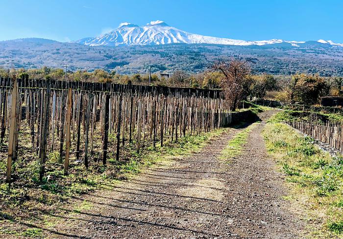 etna vino vigna
