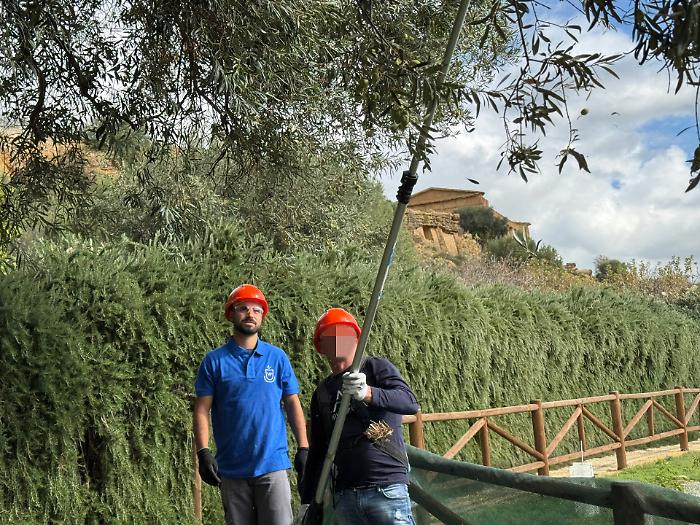 Dalla cella al frantoio: "Viaggiare su un filo d'olio" torna a coltivare dignità nella Valle dei Templi