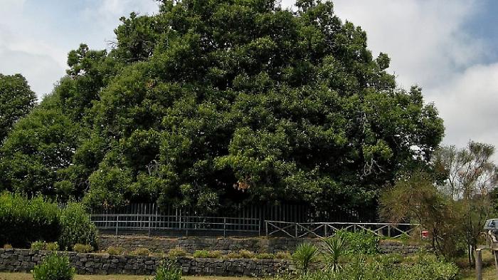 MarEtna Fest, due giorni per scoprire gli alberi monumentali  del territorio di Mascali